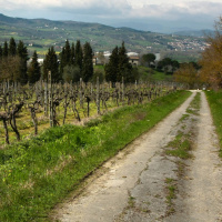 Czy rośniesz dzięki wspólnocie? - czytany artykuł - 