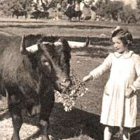 El indulto del toro Civilón