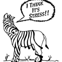 Episode - 2 - The Anxious Body System