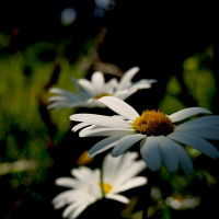 Episode 7 - Pourquoi je vous saoule avec la Positive Attitude et les Petits Bonheurs?