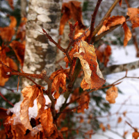 Episode 12 - Scandales alimentaires et sanitaires, en quoi sommes-nous responsables?