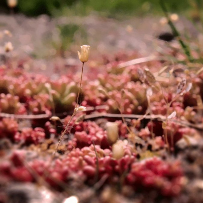 Campagnaturo - Naturopathie Et Psychologie Positive