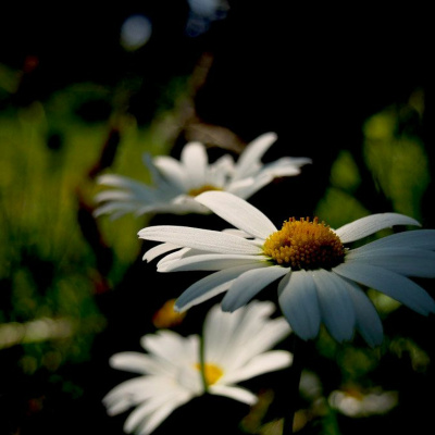 Campagnaturo - Naturopathie Et Psychologie Positive