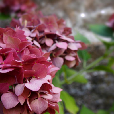 Campagnaturo - Naturopathie Et Psychologie Positive