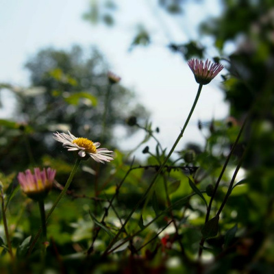 Campagnaturo - Naturopathie Et Psychologie Positive
