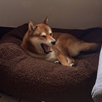 Lujo Prado - Curly Tail (Original Mix)