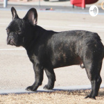 Lets Talk French Bulldogs