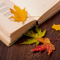 Foliaje - Distance, what would your story be like?