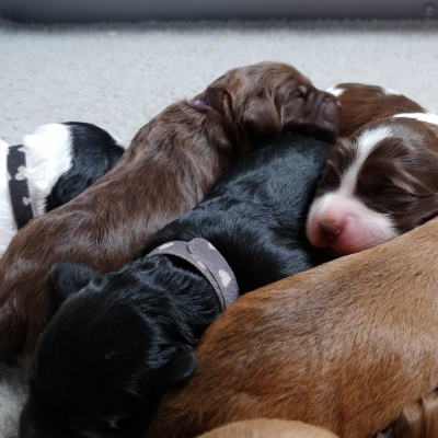 Van Isle Labradoodles