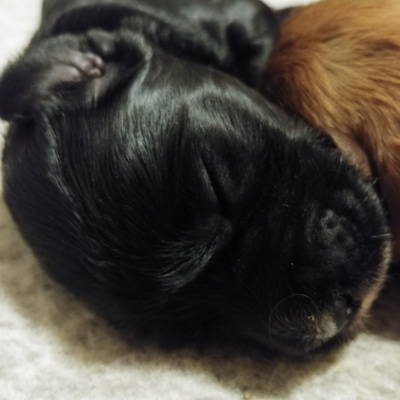 Van Isle Labradoodles