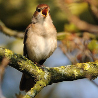 Birds and Embodiment in Shelley and Keats