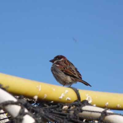 Research English At Durham