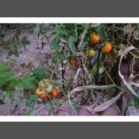 New Technology Allows You To Grow Food, Plants, etc...With ROCKS 7PM 06/01/19