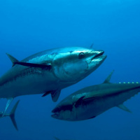 Preview: Carrie Vaughn ---- Amaryllis