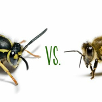 Anarchy In The Yiwei