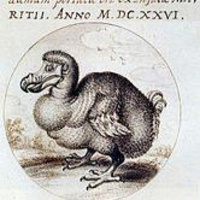 The Ugly Chickens Preview