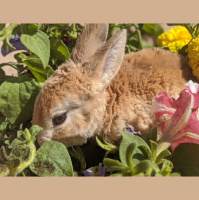 Desert Bunnies with Harley S