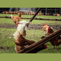 Regenerate the Land with White Oak Pastures