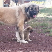 Your Best Friend with Tarma Shena of Farei Kennels