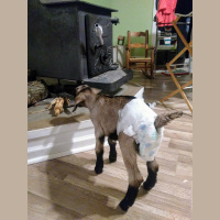 A Goat Riddled Update