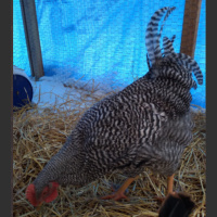 Chicken for All! with Geoff Wacker