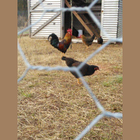 Clucking 101 with Sr. Dagorist