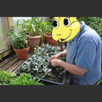 Pwease Grow with Steppy