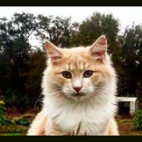 Homesteading on the Good View Quarter with Ben Pangie