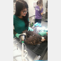 Green Vets and Preppers with Linnea Gabbard