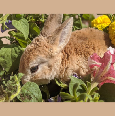 Homesteads And Homeschools