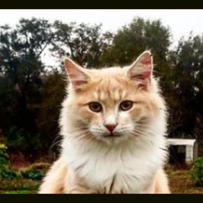 Homesteads And Homeschools