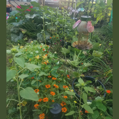 Homesteads And Homeschools