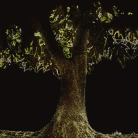 Late night poetry The Song Tree by Alfred Noyes.