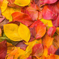 Late night poetry - two autumn scenes from John Clare amp William Shakespeare 