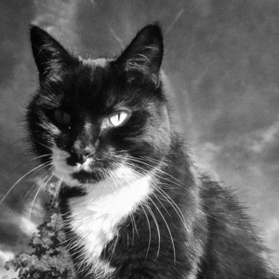 Nic Treadwells Storyville