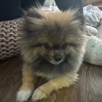 Family David Interview 