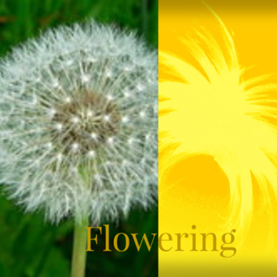 Burst  Fleurish, Michelle J Kaplan