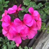 Yoga and globalisation 