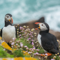 Ep. 15. How to get great feedback on your speech