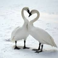 Season One, Episode Twenty Two: Winter Swans