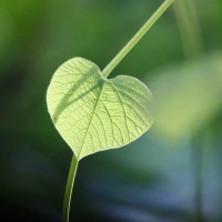 DESFAZENDO-SE DO LUTO