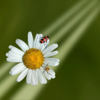 A PSICOTERAPIA E O ESPIRITISMO