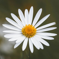 A CONSCIÊNCIA AMPLIADA