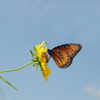 CAMPO PESSOAL E MEDIUNIDADE