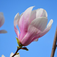 NÃO SEPAREIS O QUE DEUS JUNTOU CAP. XXII 0811