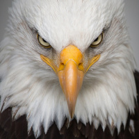 A AUTODETERMINAÇÃO DO ESPÍRITO