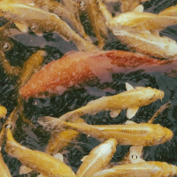 TIPOS DE MEDIUNIDADE