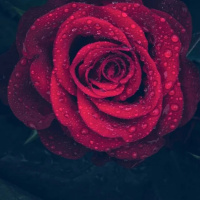 AMAR O PRÓXIMO COMO A SI MESMO CAP. XI