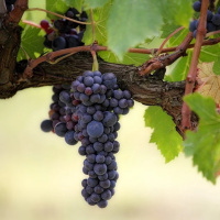 IMORTALIDADE DO ESPIRITO