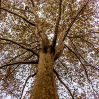 SAÚDE, FRATERNIDADE E TRANSCENDÊNCIA NO DIA A DIA 